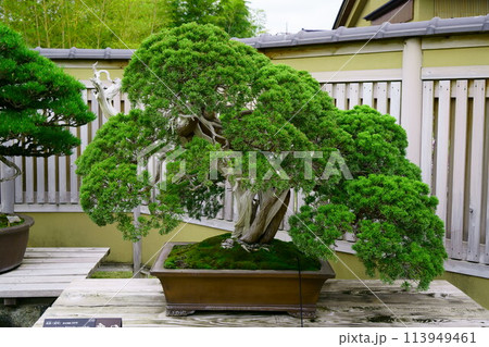 6724　盆栽　真柏　「武甲」 113949461