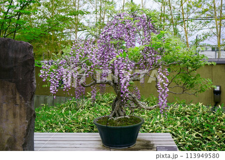 6731 Bonsai Wisteria BONSAI Estimated Age: 120 - Stock
