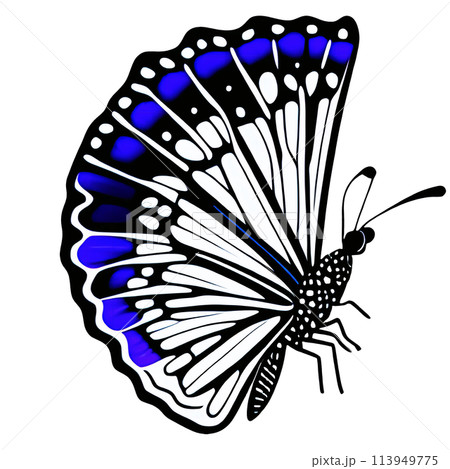 Colorful butterfly clipart for decoration.  113949775