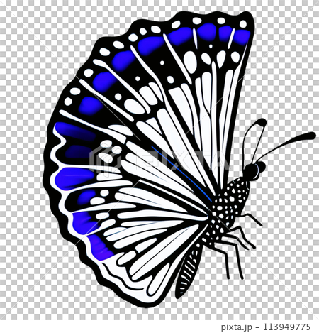 Colorful butterfly clipart for decoration.  113949775