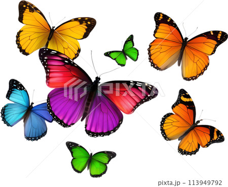 Colorful butterfly clipart for decoration.  113949792