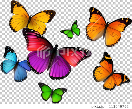 Colorful butterfly clipart for decoration.  113949792