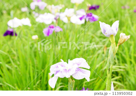 あやめの花 あやめの花 113950302