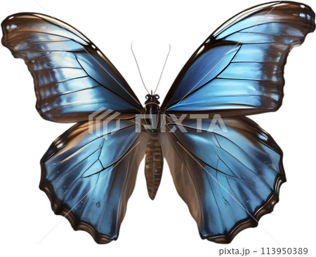 Colorful and elegant butterfly image. 113950389