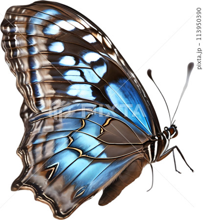 Colorful and elegant butterfly image. 113950390