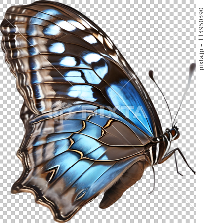 Colorful and elegant butterfly image. 113950390