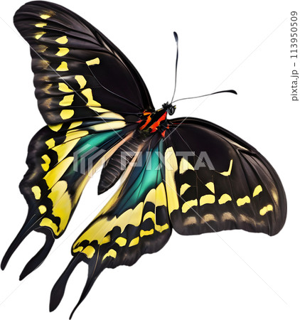 Colorful and elegant butterfly image.  113950509