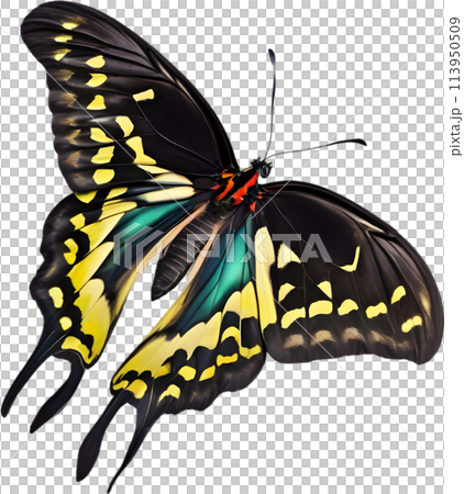 Colorful and elegant butterfly image.  113950509