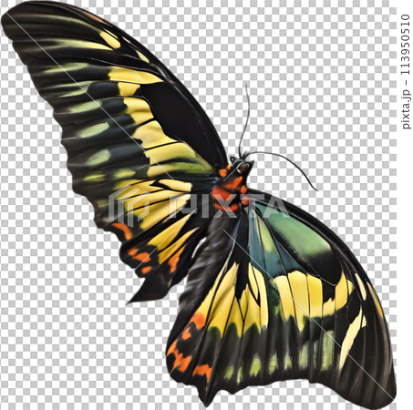 Colorful and elegant butterfly image.  113950510