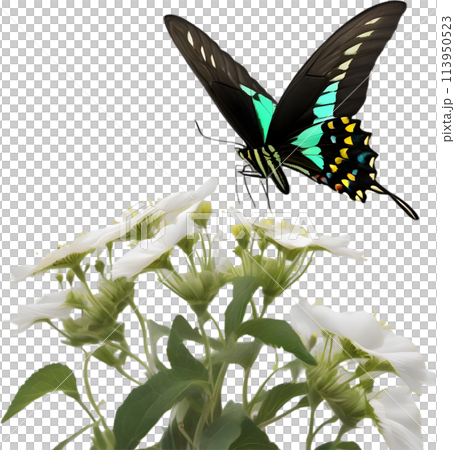 Colorful and elegant butterfly image.  113950523