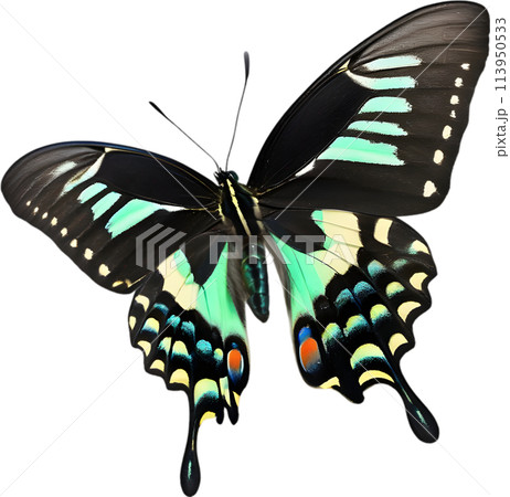 Colorful and elegant butterfly image.  113950533