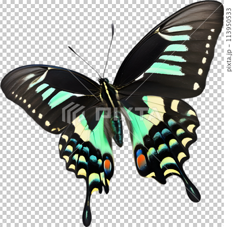 Colorful and elegant butterfly image.  113950533