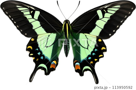 Colorful and elegant butterfly image.  113950592