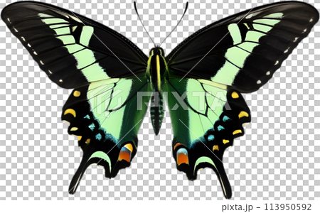 Colorful and elegant butterfly image.  113950592