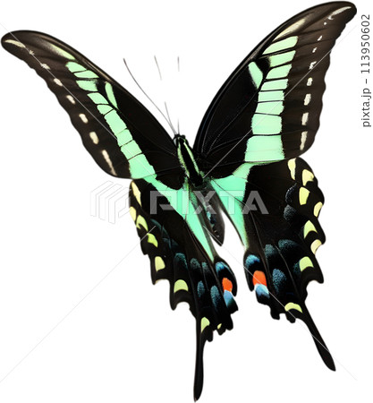Colorful and elegant butterfly image.  113950602