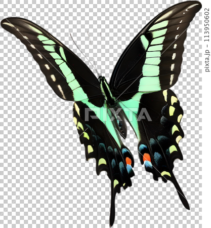 Colorful and elegant butterfly image.  113950602