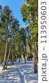 Winter cityscape in the snowy park. Moscow Botanical garden. 113950603