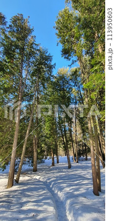 Winter cityscape in the snowy park. Moscow Botanical garden. Winter cityscape in the snowy park. Moscow Botanical garden. 113950603