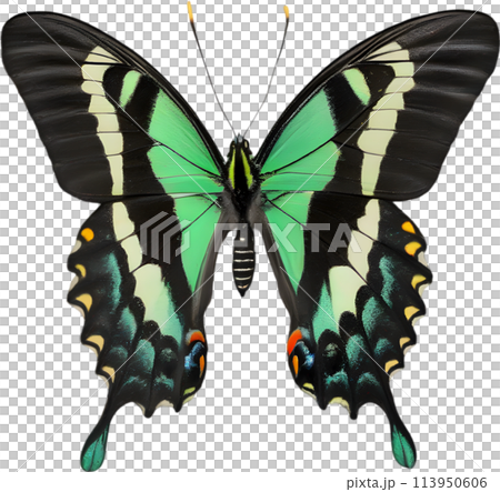 Colorful and elegant butterfly image.  113950606