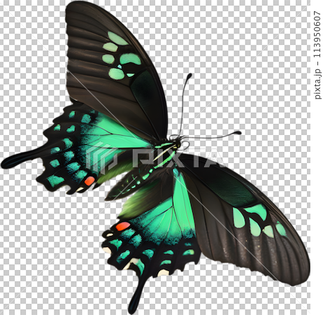 Colorful and elegant butterfly image.  113950607