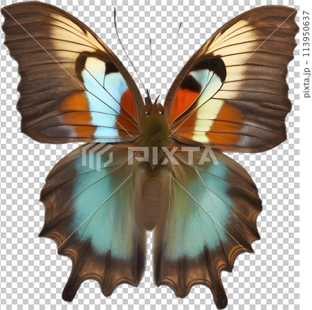 Colorful and elegant butterfly image.  113950637
