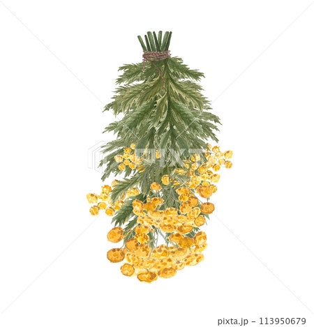 Bunch of tansy wild herb with yellow flowers isolated on white. Hand painted in watercolor. High quality illustration for eco design, cards, packages, essential oil production, oil infusions 113950679