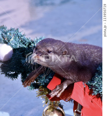 ちょうだいちょうだいしてるビロードカワウソ 113950719