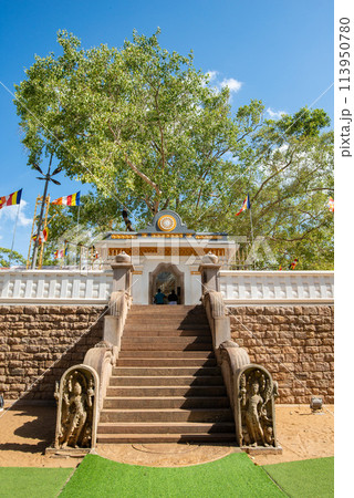 Jaya Sri Maha Bodhi the oldest living human-planted tree in the world with a known planting date in ancient city of Anuradhapura, Sri Lanka. Now is the sacred relics of the Buddhists over the world. Jaya Sri Maha Bodhi the oldest living human-planted tree in the world with a known planting date in ancient city of Anuradhapura, Sri Lanka. Now is the sacred relics of the Buddhists over the world. 113950780