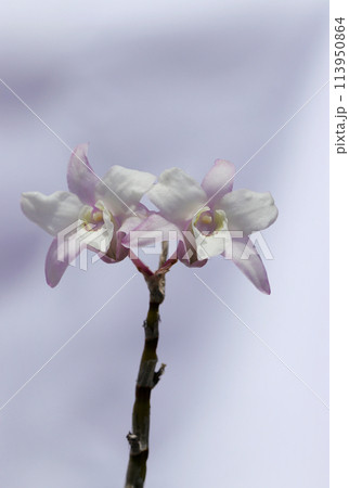 一対の薄紅色の入る白いセッコク（石斛）の花（屋外自然光、マクロ接写撮影） 113950864