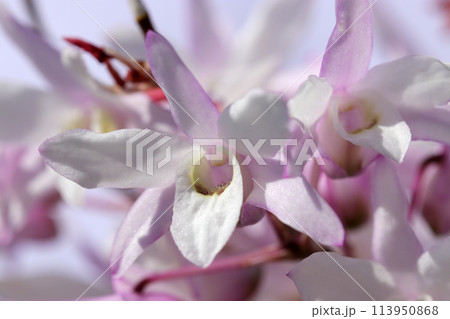 明るい日光の元、薄紅色の入る白いセッコク(石斛)の花頭アップ(屋外自然光、マクロ接写撮影) 明るい日光の元、薄紅色の入る白いセッコク(石斛)の花頭アップ(屋外自然光、マクロ接写撮影) 113950868