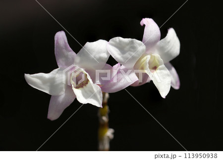黒い背景に浮かぶ薄紅色の入る白いセッコク（石斛）の花アップ（屋外自然光、マクロ接写撮影） 113950938