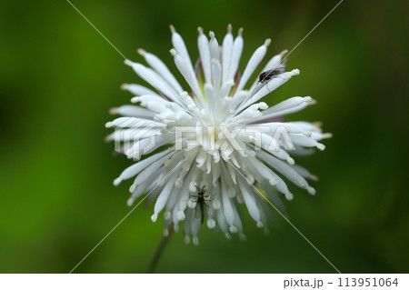 白い花火のようなタカサゴカラマツソウのかわいい白花（自然光＋ストロボ、マクロ接写撮影） 113951064