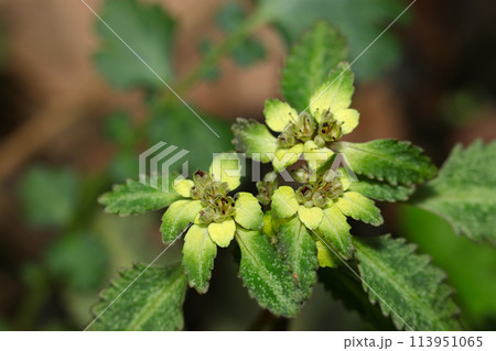 黄色と緑のコントラストが美しいニッコウネコノメソウ（自然光＋ストロボ、マクロ接写撮影） 113951065