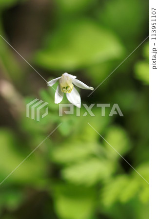 日本オダマキによく似た白いヒメウズの花(自然光+ストロボ、マクロ接写撮影) 日本オダマキによく似た白いヒメウズの花(自然光+ストロボ、マクロ接写撮影) 113951107