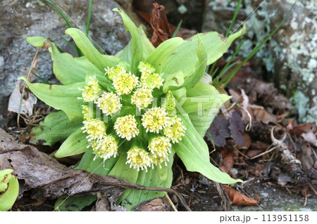 道端に咲き始めたフキノトウ（蕗の薹） 113951158