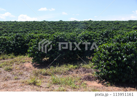 ブラジルのコーヒー農園 ブラジルのコーヒー農園 113951161