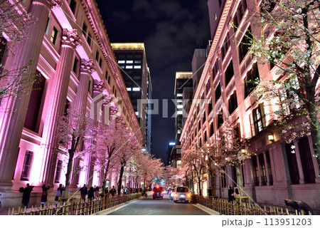 日本橋江戸桜通り夜景 113951203