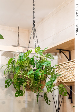 Monstera adansonii the Adanson's monstera, Swiss cheese plant or five holes plant in hanging flowerpot as a decor for bathroom interior 113951294