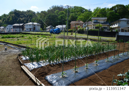 まもなく住宅が建つ休耕田の今は まもなく住宅が建つ休耕田の今は 113951347