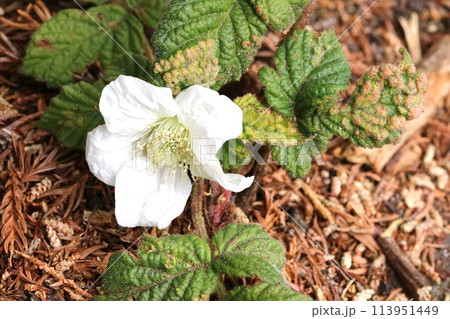 クサイチゴ（草苺）咲き始め　名前に草の字がついているがこの植物は木本（もくほん） 113951449