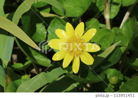 花弁がピカピカのヒメリュウキンカ（姫立金花 ） 113951451