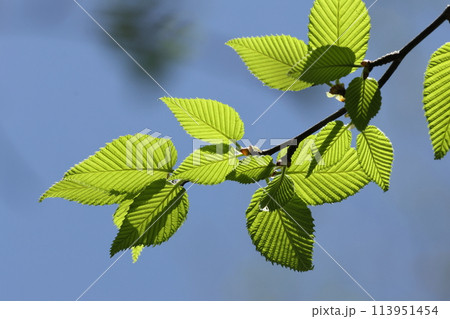 自然　植物　ミズメ、四月の若葉。先が尖った卵形、縁は重鋸歯で葉脈が目立つ 113951454