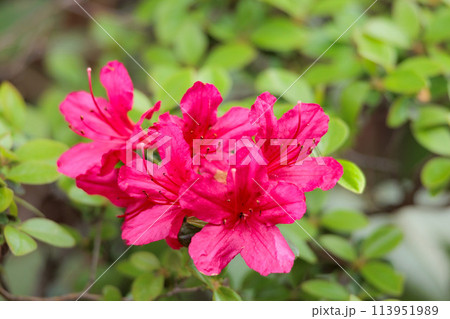 春の日差しを受けて色とりどりに咲き誇るツツジの花たち 113951989