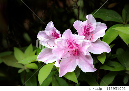 春の日差しを受けて色とりどりに咲き誇るツツジの花たち 113951991