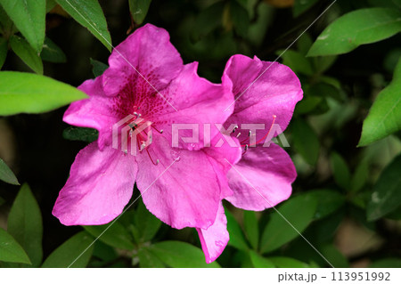 春の日差しを受けて色とりどりに咲き誇るツツジの花たち 113951992