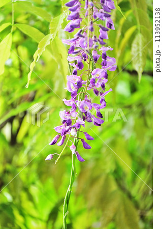 雨の日の藤の花 雨の日の藤の花 113952138