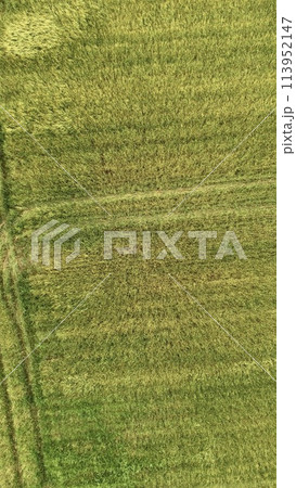 青々とした草原〜ドローンで上空から真下を撮影（北海道斜里郡斜里町） 113952147