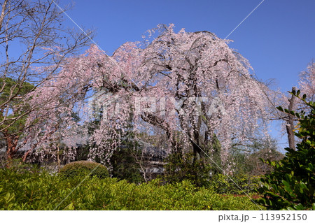 埼玉県川越市小仙波町 天台宗別格本山中院 境内の満開のしだれ桜 埼玉県川越市小仙波町 天台宗別格本山中院 境内の満開のしだれ桜 113952150