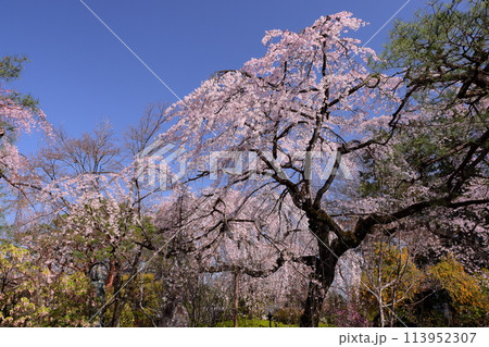 埼玉県川越市小仙波町 天台宗別格本山 星野山無量寿寺中院 境内の満開のしだれ桜とミモザなど 埼玉県川越市小仙波町 天台宗別格本山 星野山無量寿寺中院 境内の満開のしだれ桜とミモザなど 113952307