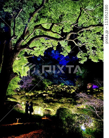 ライトアップされた紅葉 113952380